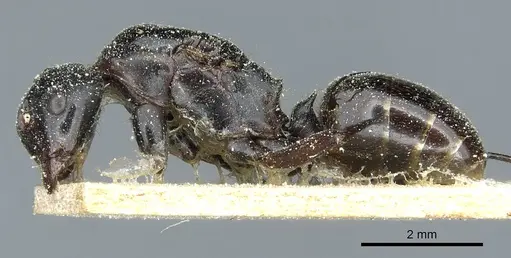 Polyrhachis gamaii specimen CASENT0912123 image casent0912123_3