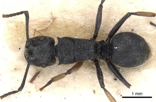 Polyrhachis geometrica specimen CASENT0901807 image casent0901807_1