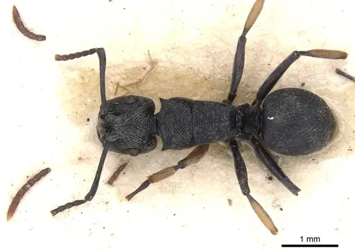 Polyrhachis geometrica specimen CASENT0901807 image casent0901807_2