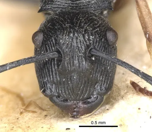 Polyrhachis geometrica specimen CASENT0901807 image casent0901807_3