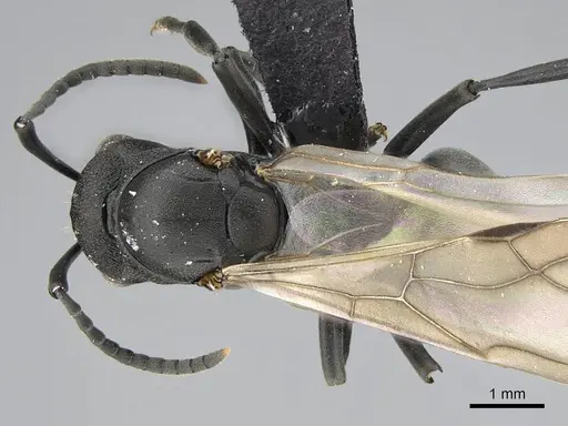 Polyrhachis gerstaeckeri specimen CASENT0098028 image casent0098028_1