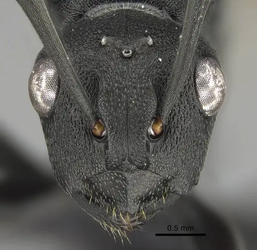 Polyrhachis gerstaeckeri specimen CASENT0098028 image casent0098028_2