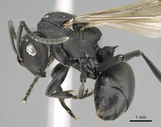 Polyrhachis gerstaeckeri specimen CASENT0098028 image casent0098028_3