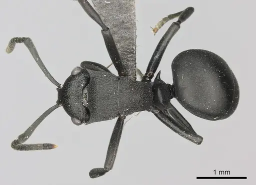 Polyrhachis gerstaeckeri specimen CASENT0235679 image casent0235679_1