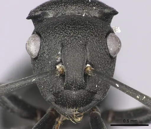 Polyrhachis gerstaeckeri specimen CASENT0235679 image casent0235679_2