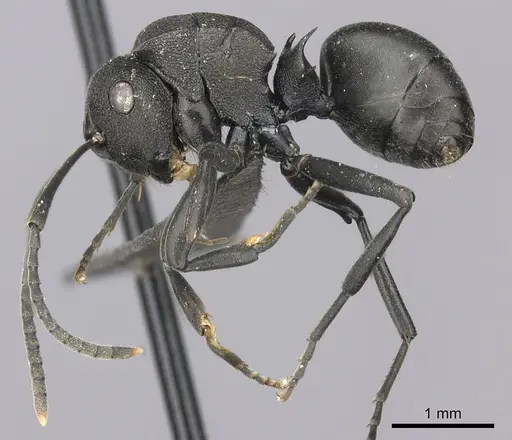 Polyrhachis gerstaeckeri specimen CASENT0235679 image casent0235679_3