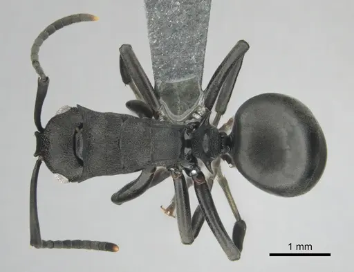 Polyrhachis gerstaeckeri specimen CASENT0815791 image casent0815791_1