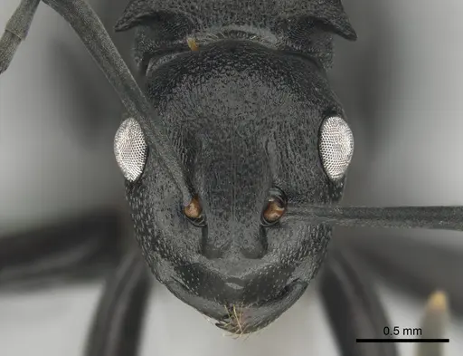 Polyrhachis gerstaeckeri specimen CASENT0815791 image casent0815791_2