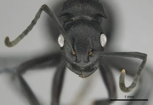 Polyrhachis gerstaeckeri specimen CASENT0815791 image casent0815791_3