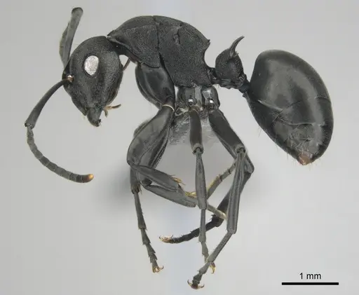 Polyrhachis gerstaeckeri specimen CASENT0815791 image casent0815791_4