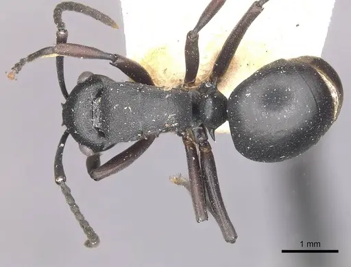 Polyrhachis gerstaeckeri specimen CASENT0910945 image casent0910945_1
