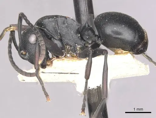 Polyrhachis gerstaeckeri specimen CASENT0910945 image casent0910945_3