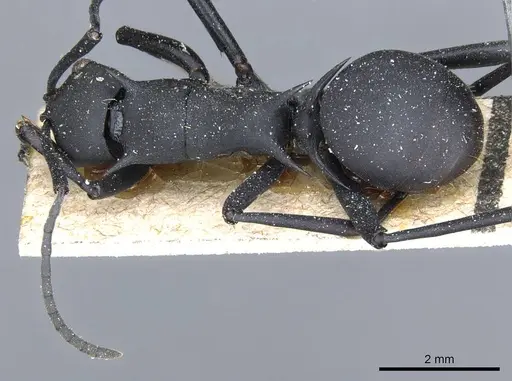 Polyrhachis gestroi specimen CASENT0905600 image casent0905600_1