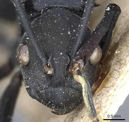 Polyrhachis gestroi specimen CASENT0905600 image casent0905600_2