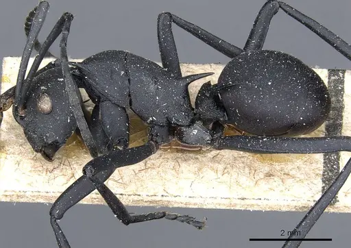 Polyrhachis gestroi specimen CASENT0905600 image casent0905600_3
