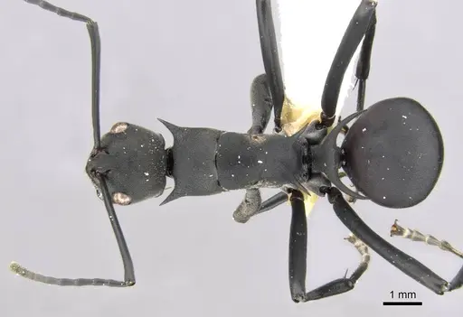 Polyrhachis gestroi specimen CASENT0906775 image casent0906775_1