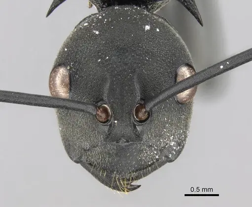 Polyrhachis gestroi specimen CASENT0906775 image casent0906775_2