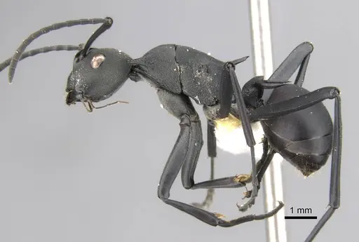 Polyrhachis gestroi specimen CASENT0906775 image casent0906775_3