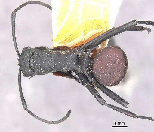 Polyrhachis gestroi specimen CASENT0910887 image casent0910887_1