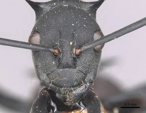Polyrhachis gestroi specimen CASENT0910887 image casent0910887_2