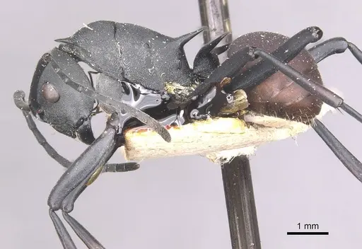 Polyrhachis gestroi specimen CASENT0910887 image casent0910887_3