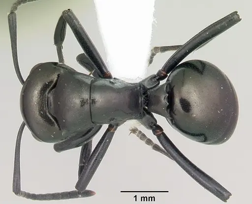 Polyrhachis gibba specimen CASENT0103193 image casent0103193_1