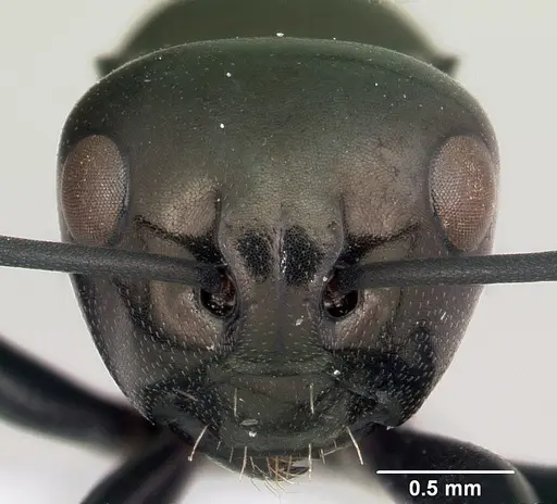 Polyrhachis gibba specimen CASENT0103193 image casent0103193_2