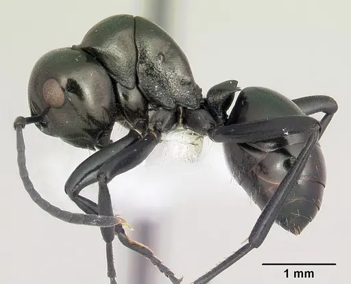 Polyrhachis gibba specimen CASENT0103193 image casent0103193_3