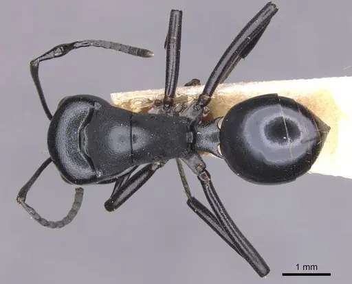 Polyrhachis gibba specimen CASENT0905546 image casent0905546_1