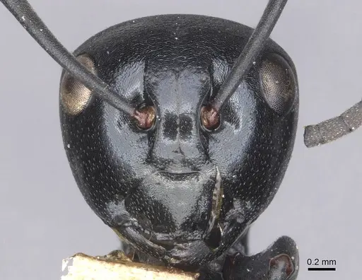 Polyrhachis gibba specimen CASENT0905546 image casent0905546_2