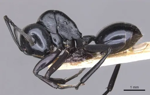 Polyrhachis gibba specimen CASENT0905546 image casent0905546_3