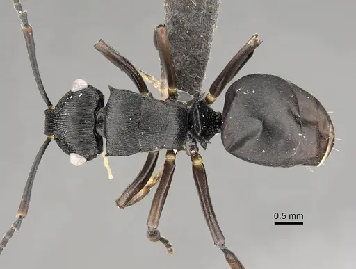 Polyrhachis gibbula specimen CASENT0235680 image casent0235680_1