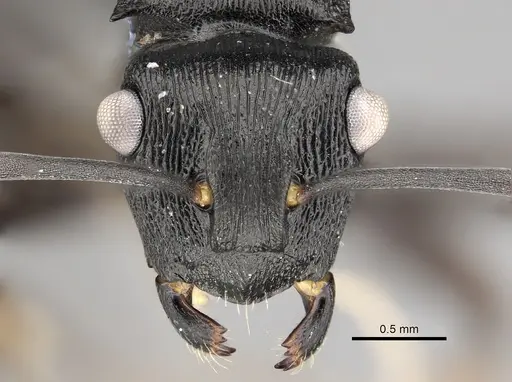 Polyrhachis gibbula specimen CASENT0235680 image casent0235680_2