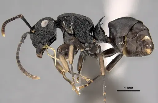 Polyrhachis gibbula specimen CASENT0235680 image casent0235680_3