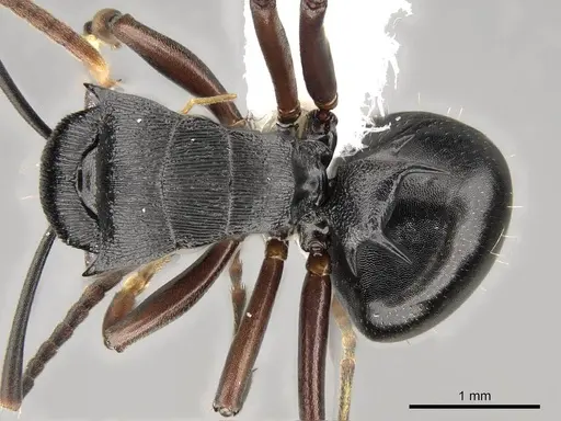 Polyrhachis gibbula specimen CASENT0281444 image casent0281444_1
