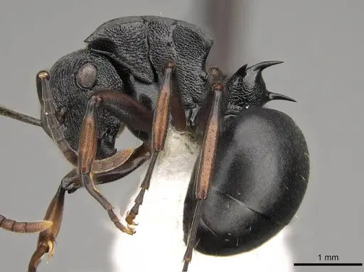 Polyrhachis gibbula specimen CASENT0281444 image casent0281444_3
