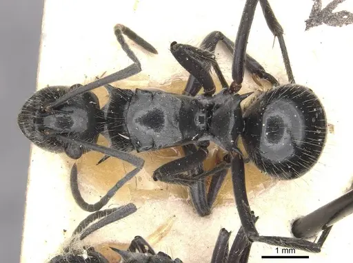 Polyrhachis gibbula specimen CASENT0910939 image casent0910939_1