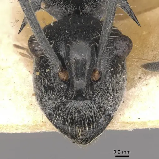Polyrhachis gibbula specimen CASENT0910939 image casent0910939_2
