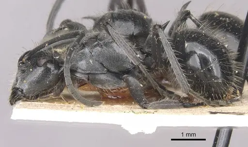 Polyrhachis gibbula specimen CASENT0910939 image casent0910939_3
