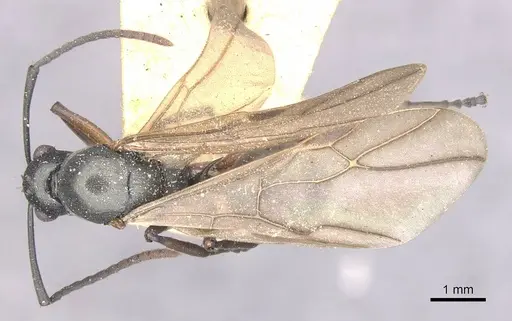 Polyrhachis glykera specimen CASENT0910888 image casent0910888_1