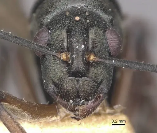 Polyrhachis glykera specimen CASENT0910888 image casent0910888_2