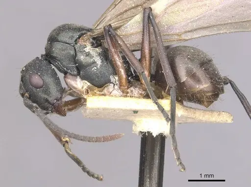 Polyrhachis glykera specimen CASENT0910888 image casent0910888_3
