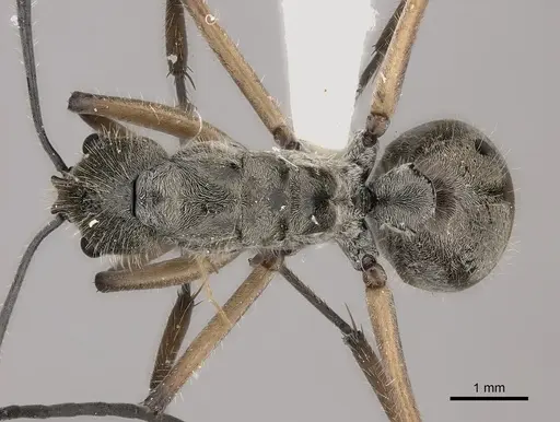 Polyrhachis gobini specimen CASENT0217431 image casent0217431_1