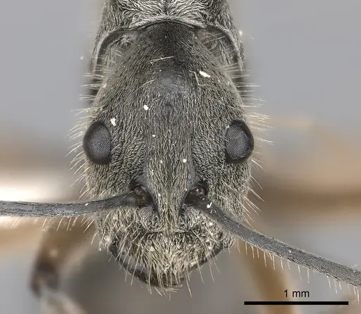 Polyrhachis gobini specimen CASENT0217431 image casent0217431_2
