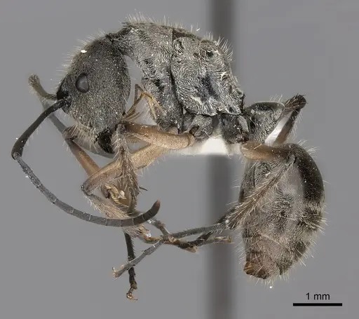 Polyrhachis gobini specimen CASENT0217431 image casent0217431_3