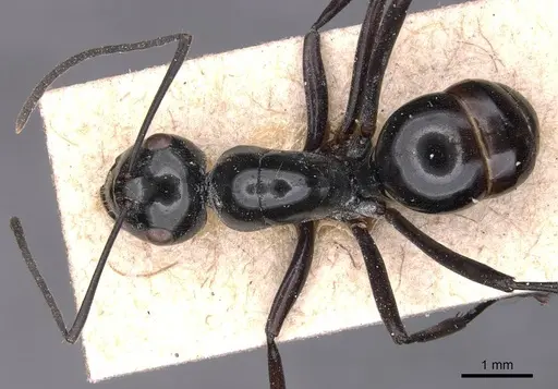 Polyrhachis goramensis specimen CASENT0905541 image casent0905541_1