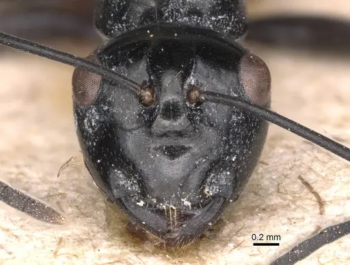 Polyrhachis goramensis specimen CASENT0905541 image casent0905541_2