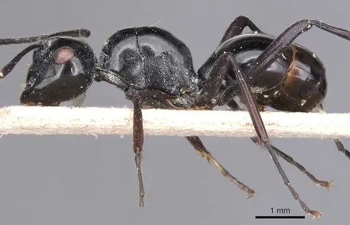 Polyrhachis goramensis specimen CASENT0905541 image casent0905541_3