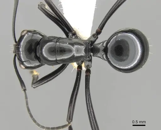 Polyrhachis goramensis specimen CASENT0906786 image casent0906786_1