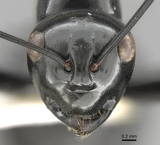 Polyrhachis goramensis specimen CASENT0906786 image casent0906786_2